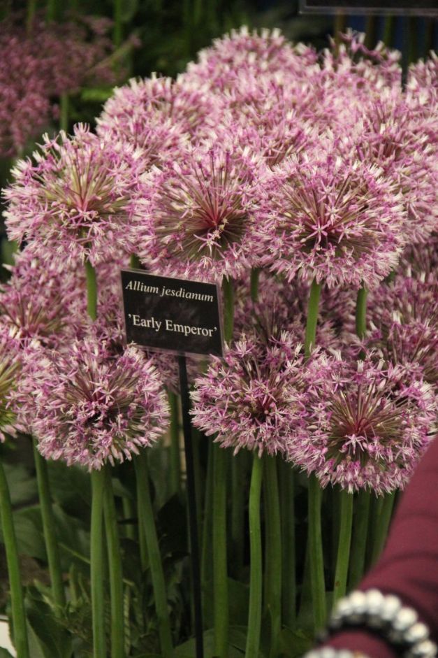 Allium Early Emperor